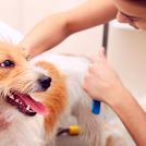 Фото Доверьте уход за собакой профессионалам из раздела  /