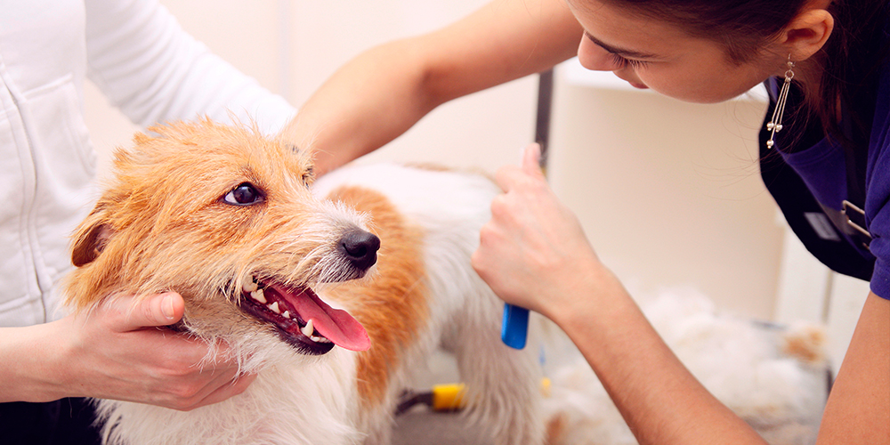 Фото Доверьте уход за собакой профессионалам из раздела  /