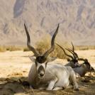 Фото Пустыня Сахара и ее обитатели (8 фото) из раздела  /