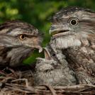 Фото Самые странные и удивительные птицы (часть 1) из раздела  /