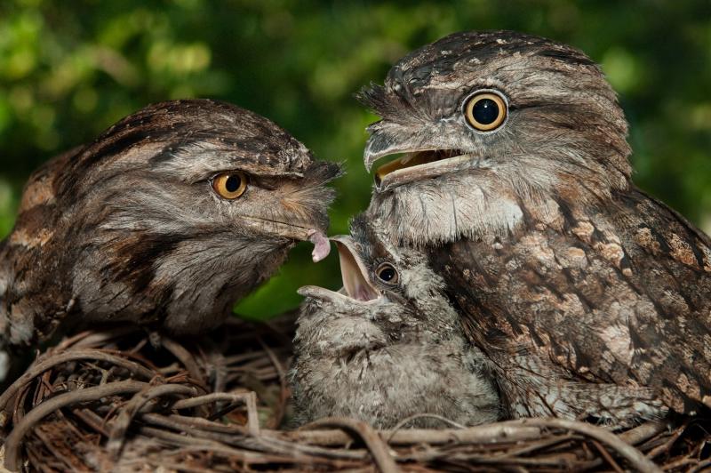 Фото Самые странные и удивительные птицы (часть 1) из раздела  /