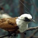 Фото Самые невероятные птицы (часть 2) из раздела  /