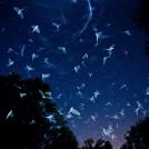 Фото Лучшие снимки дикой природы 2016 года из раздела  /