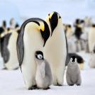 Фото Императорские пингвины из раздела  /