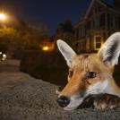 Фото Лучшие снимки дикой природы 2016 года из раздела  /