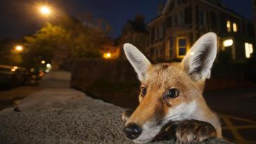 Фото Лучшие снимки дикой природы 2016 года из раздела  /