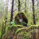 Фото Американский отшельник 25 лет прожил в лесу из раздела  /