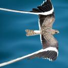 Фото Вымпеловый козодой (четверокрыл) из раздела /