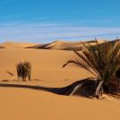 Фото Пустыня Сахара и ее обитатели (8 фото) из раздела  /