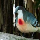 Лузонский кровавогрудый голубь