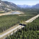 Переходы для животных