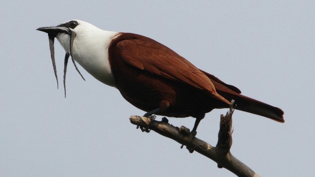 Трёхусый звонарь