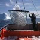 Урожай айсбергов