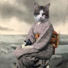 Фото Коты и кошки в кимоно (25 фото) из раздела  /