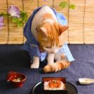 Фото Коты и кошки в кимоно (25 фото) из раздела  /