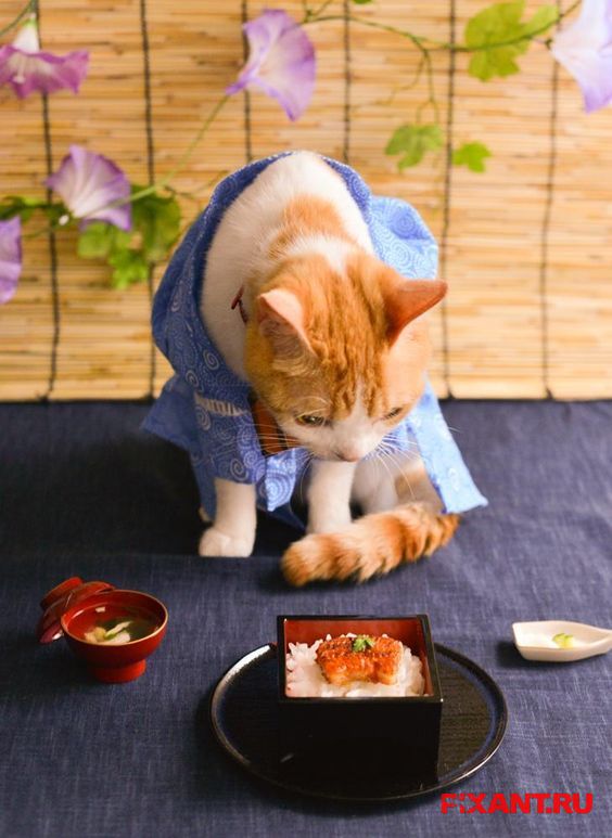 Фото Коты и кошки в кимоно (25 фото) из раздела /