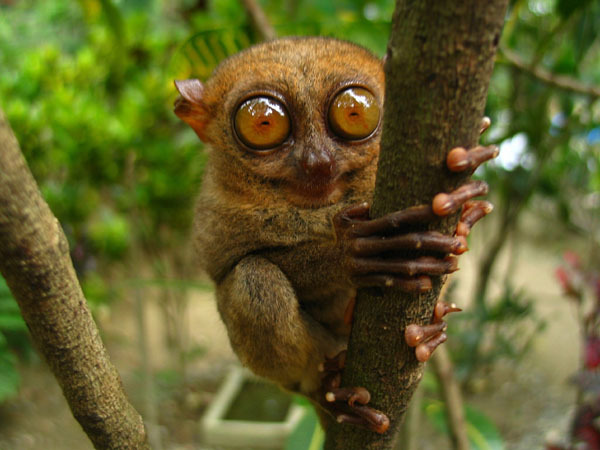 Фото Долгопят из раздела /