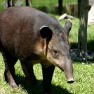 Фото Тапир из раздела /