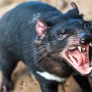 Фото Тасманийский дьявол из раздела /