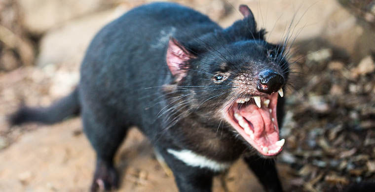 Фото Тасманийский дьявол из раздела /