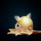 Фото Дамбо Октопус из раздела /