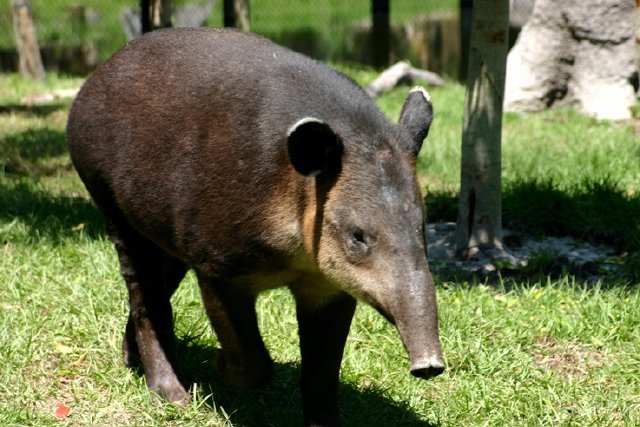 Фото Тапир из раздела  /