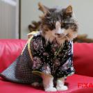 Фото Коты и кошки в кимоно (25 фото) из раздела  /