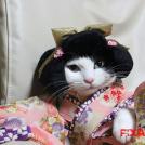 Фото Коты и кошки в кимоно (25 фото) из раздела  /