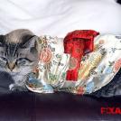 Фото Коты и кошки в кимоно (25 фото) из раздела  /