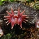 Фото Звездоносый крот из раздела /