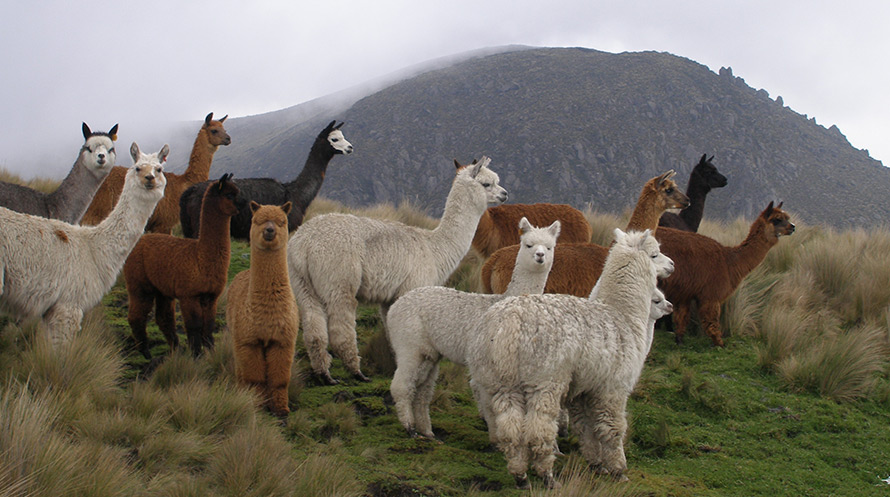 Фото Альпака из раздела /