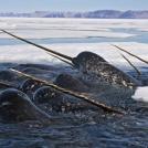 Фото Нарвал из раздела /