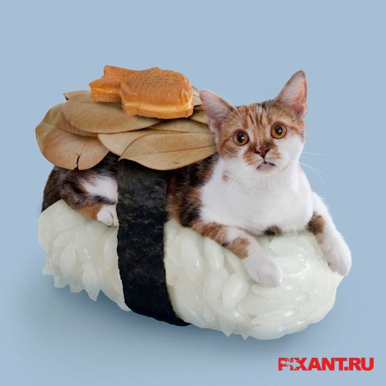 Фото Суши из кошек: расследование из раздела  /