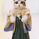 Фото Коты и кошки в кимоно (25 фото) из раздела  /