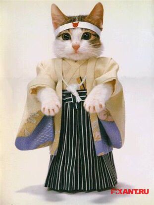Фото Коты и кошки в кимоно (25 фото) из раздела /