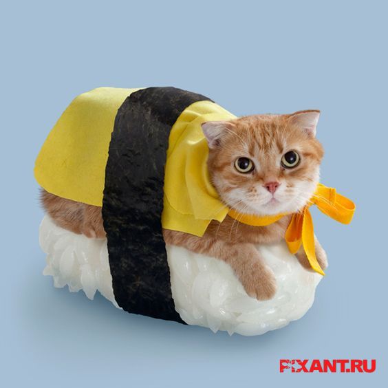 Фото Суши из кошек: расследование из раздела  /