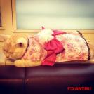 Фото Коты и кошки в кимоно (25 фото) из раздела  /