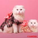 Фото Коты и кошки в кимоно (25 фото) из раздела  /