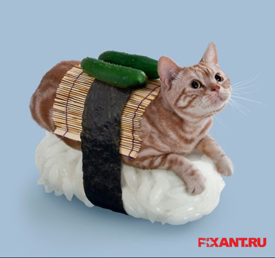 Фото Суши из кошек: расследование из раздела  /