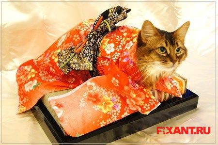 Фото Коты и кошки в кимоно (25 фото) из раздела /