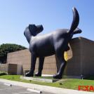 Фото Гигантский лабрадор описал музей из раздела  /