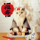 Фото Коты и кошки в кимоно (25 фото) из раздела  /