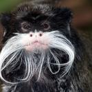 Фото Императорская тамарина из раздела /