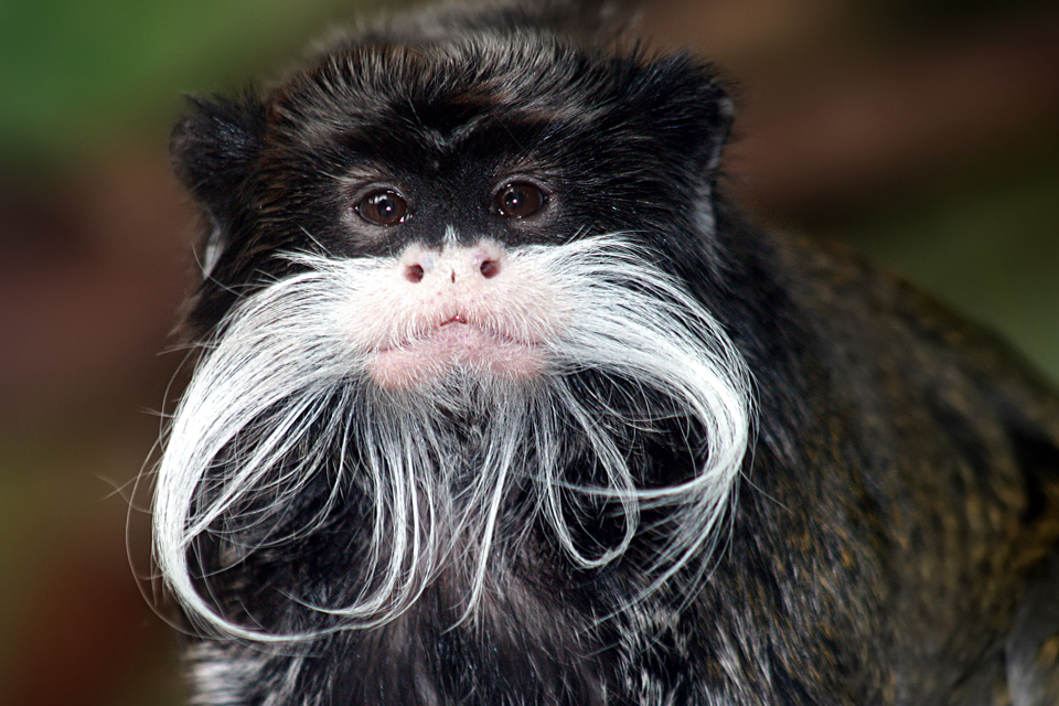 Фото Императорская тамарина из раздела  /