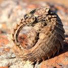 Фото Поясохвосты из раздела /