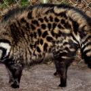 Фото Африканская цивета из раздела /