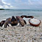 Фото Пальмовый вор из раздела /