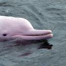 Фото Амазонский дельфин из раздела /