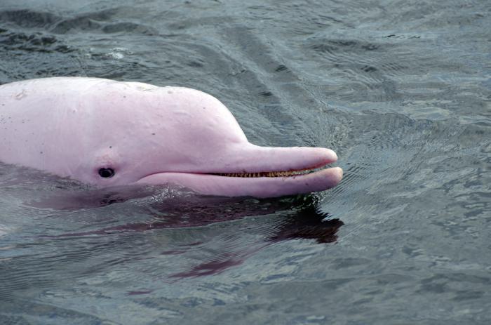 Фото Амазонский дельфин из раздела  /