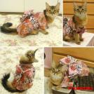 Фото Коты и кошки в кимоно (25 фото) из раздела  /